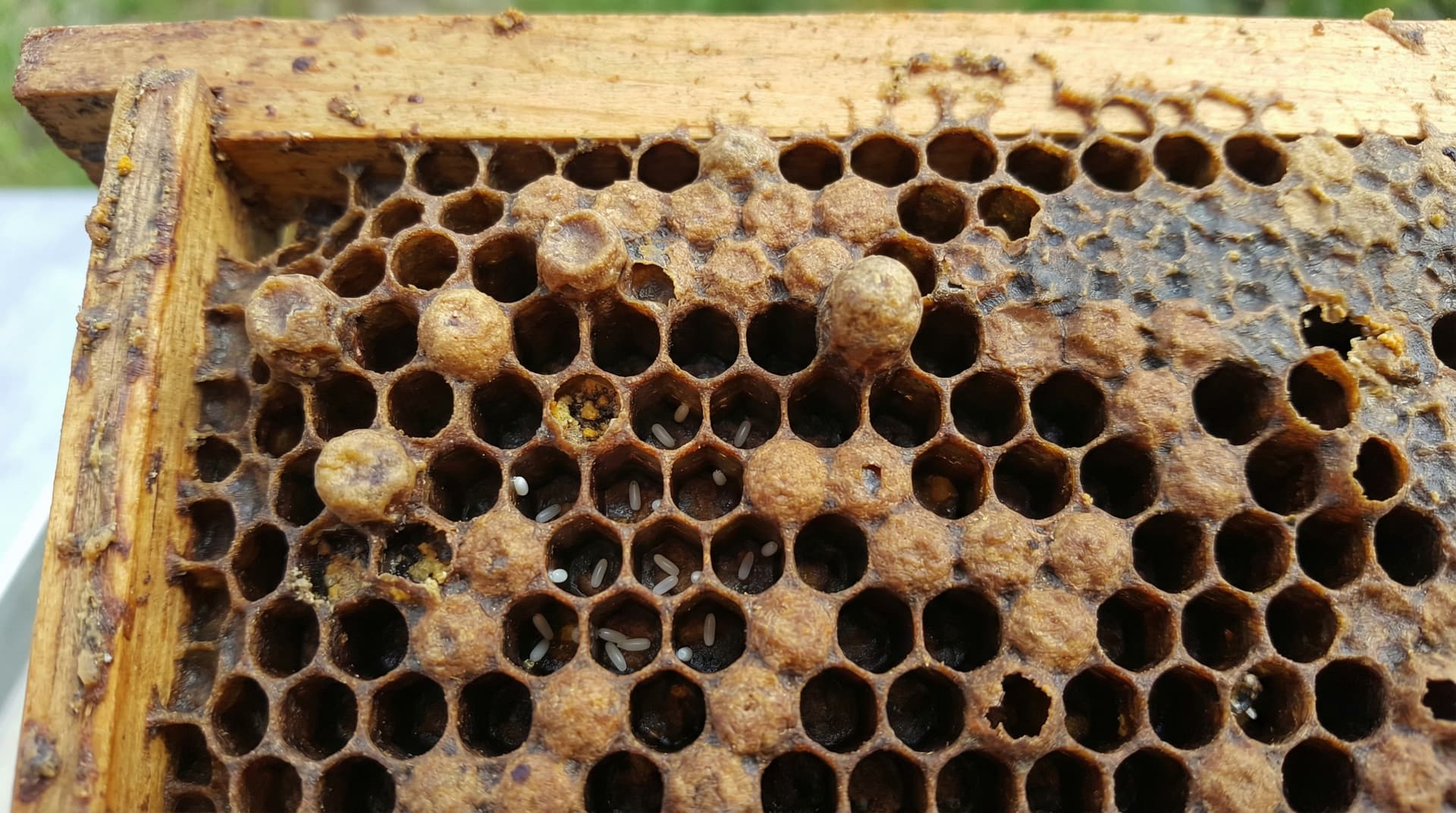 Buckelbrut und unregelmaessiges Brutbild: Typische Anzeichen legender Arbeiterinnen in einem weisellosen Volk
