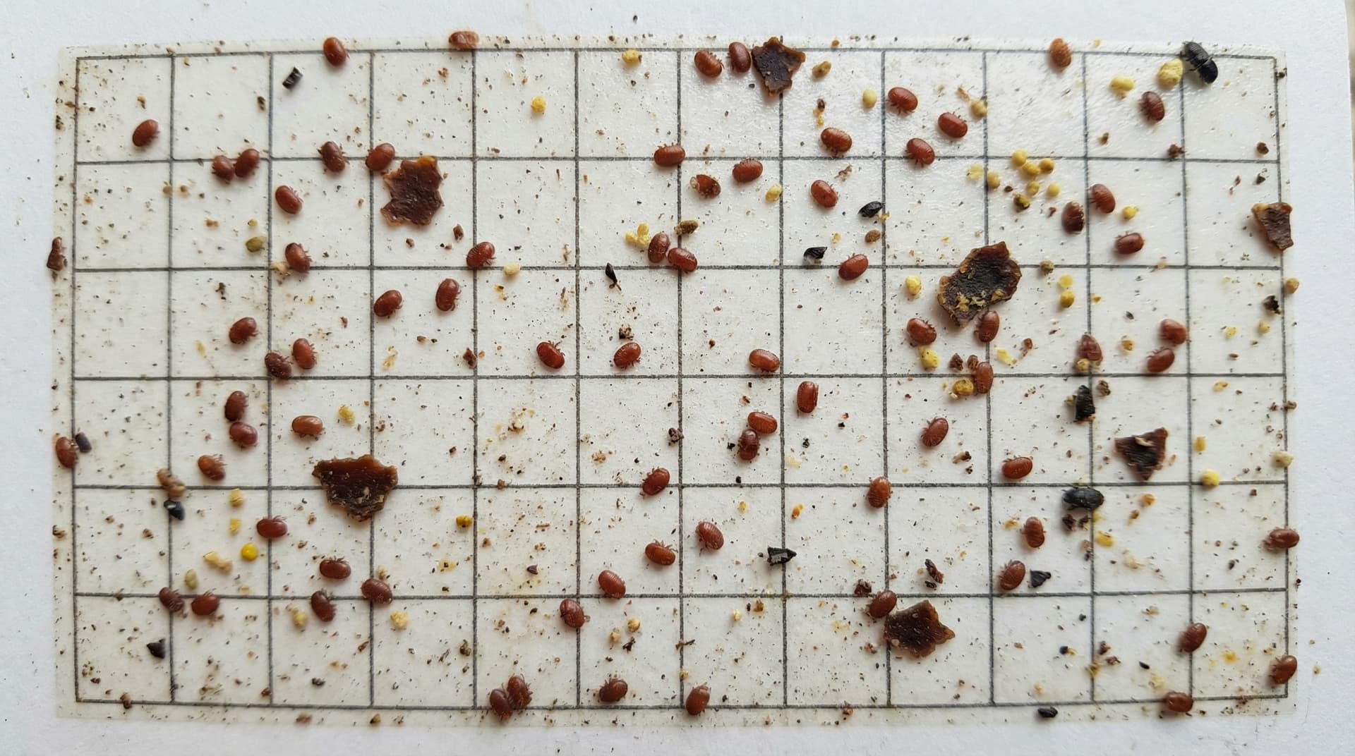 Nahaufnahme einer Varroa-Bodeneinlage mit deutlich sichtbaren rotbraunen Milben zwischen Wachskruemeln