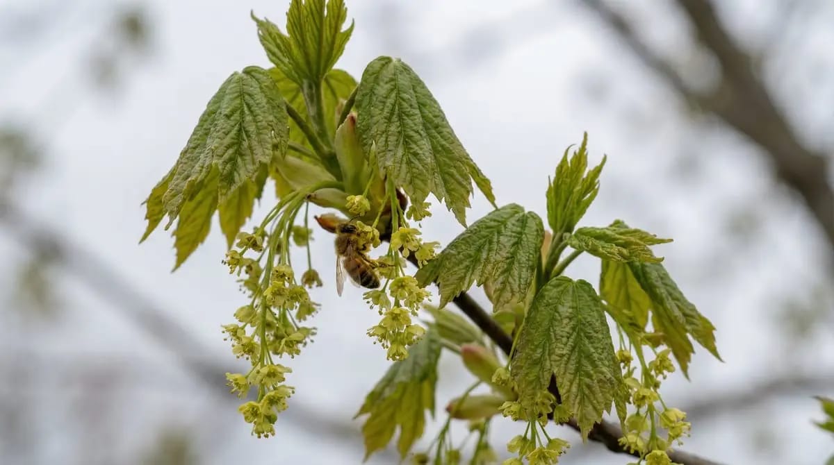 Maple blossoms with yellow-green flower clusters in spring