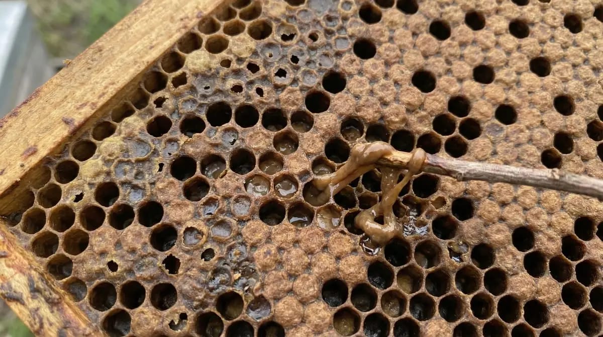 American Foulbrood: sunken cell caps and matchstick test showing ropy mass