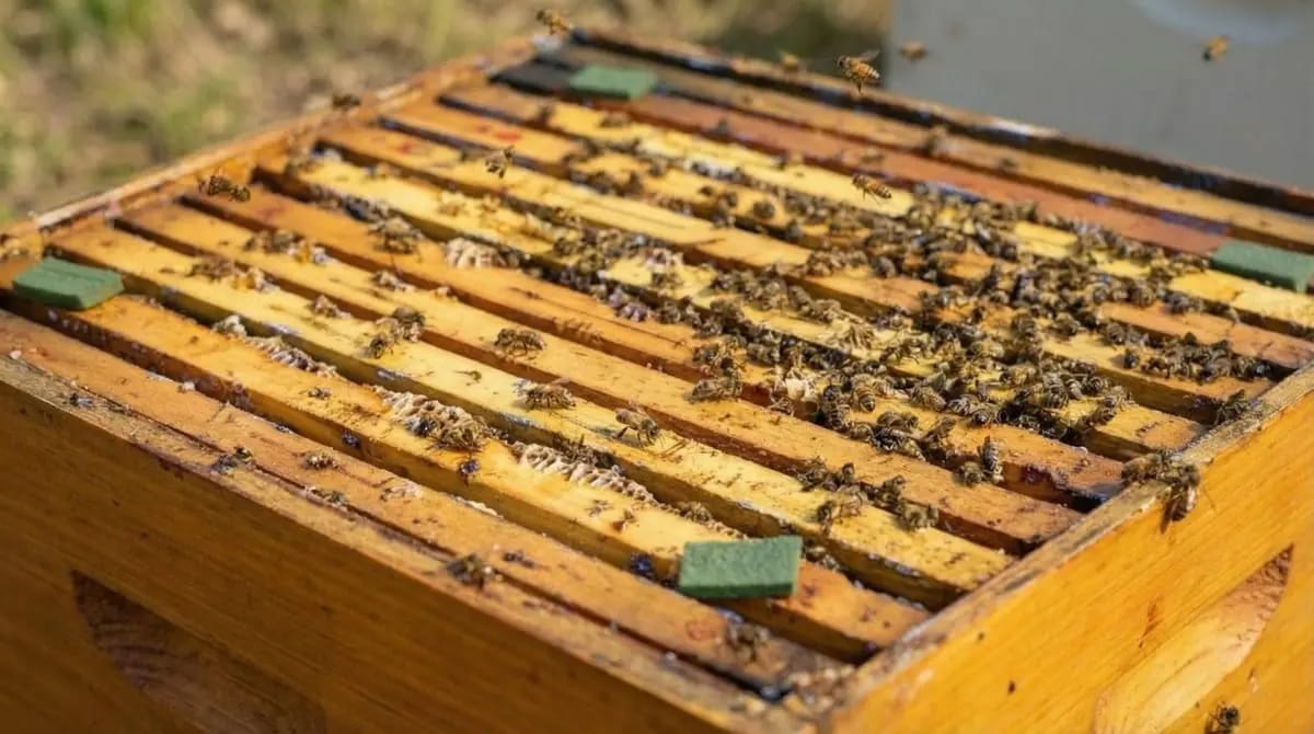 ApiLife Var thymol tablets made of vermiculite on the top bars of an opened beehive