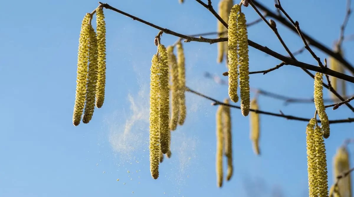 Hazel catkins releasing pollen clouds in early spring
