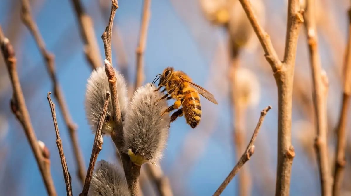Blühende Salweidenkätzchen im Frühling — erste Nahrungsquelle für Bienen