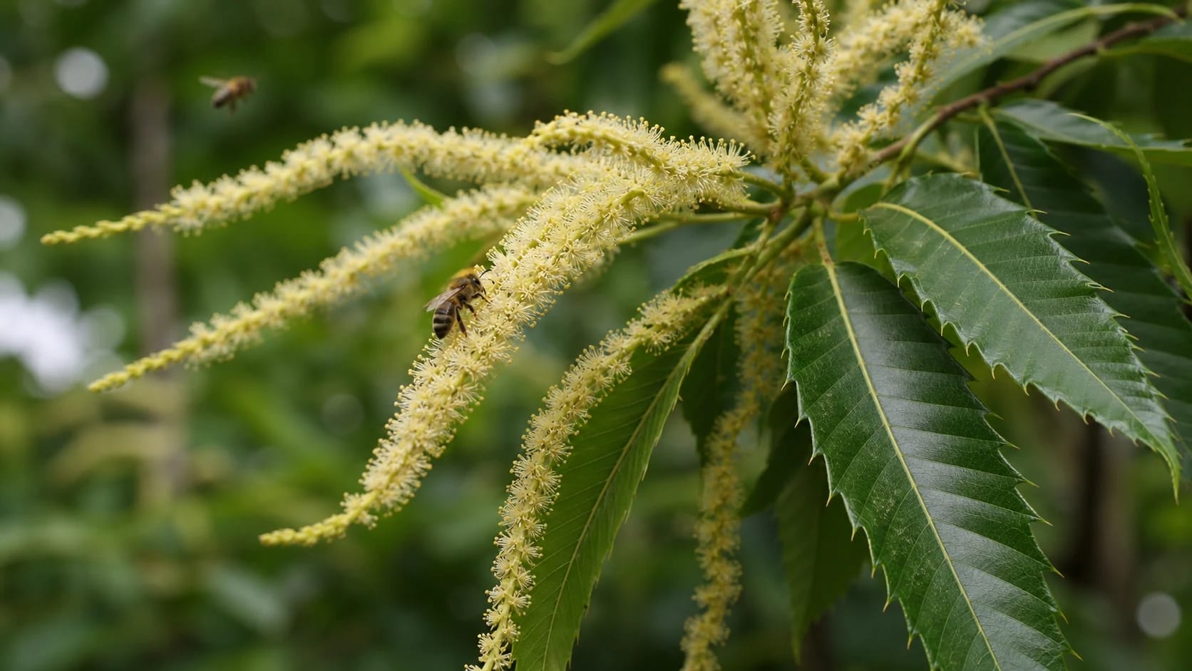 Flowering sweet-chestnut branch with long yellowish-cream catkins, sharply toothed lanceolate leaves and two honey bees.