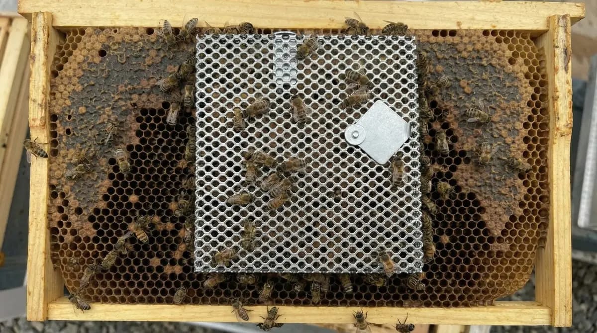 White Scalvini queen cage made of plastic inserted into a brood frame