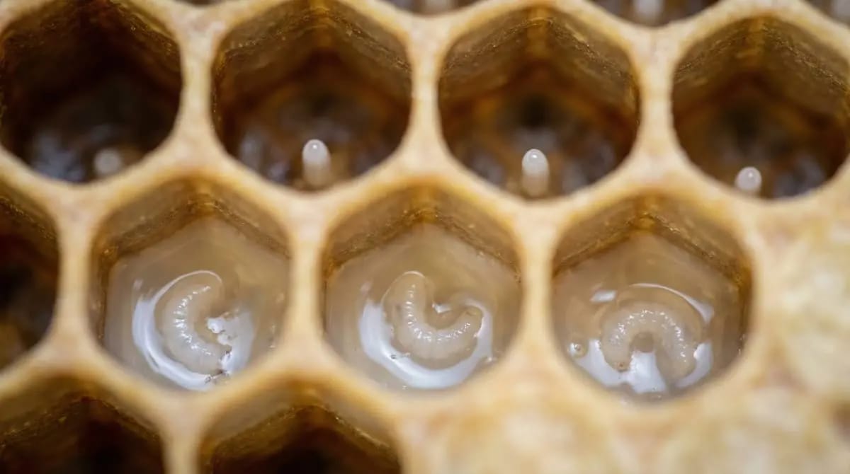 Macro shot of bee eggs and larvae in comb cells for grafting