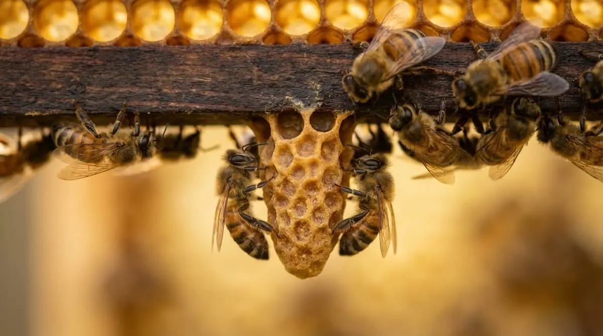 Queen cell during swarm inspection