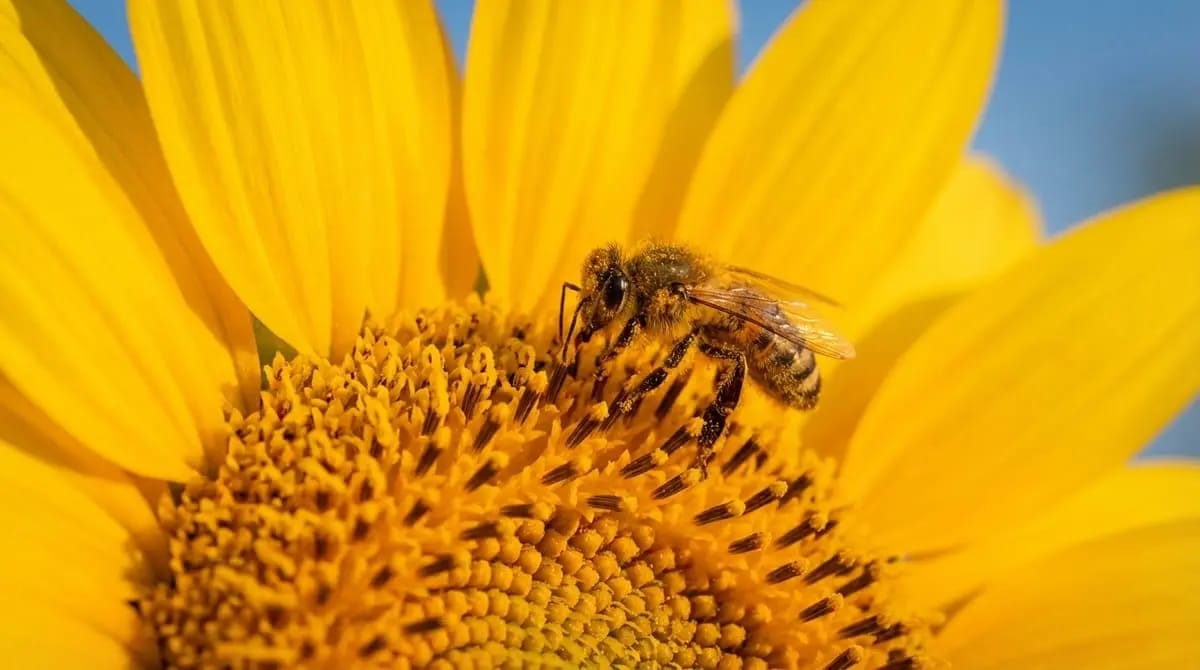 Bees on sunflowers