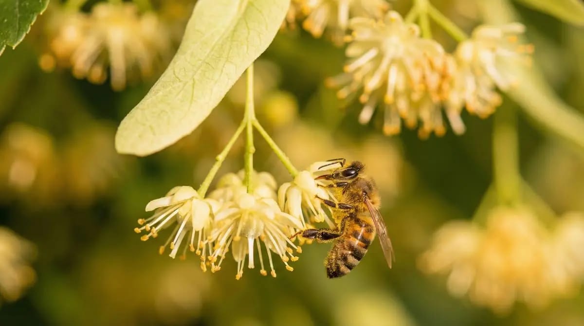 Honey bee collecting nectar from a linden blossom -- visible are the characteristic bracts and numerous stamens