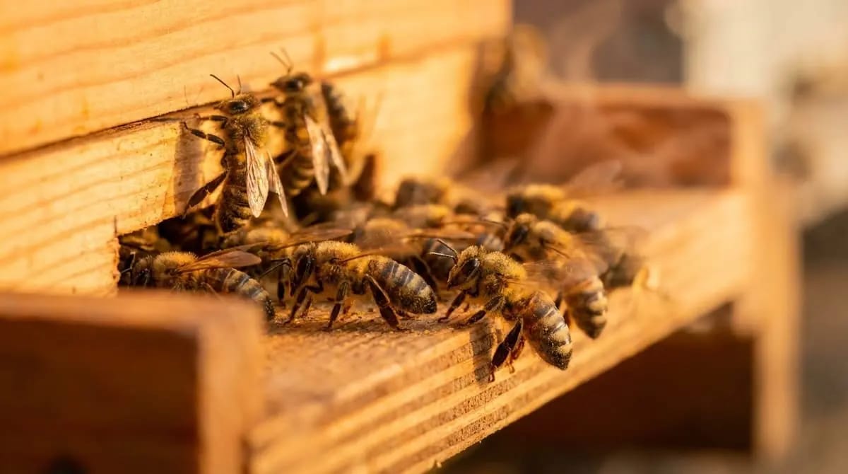 Bienen drängen sich am Flugloch einer Holzbeute im Sommer
