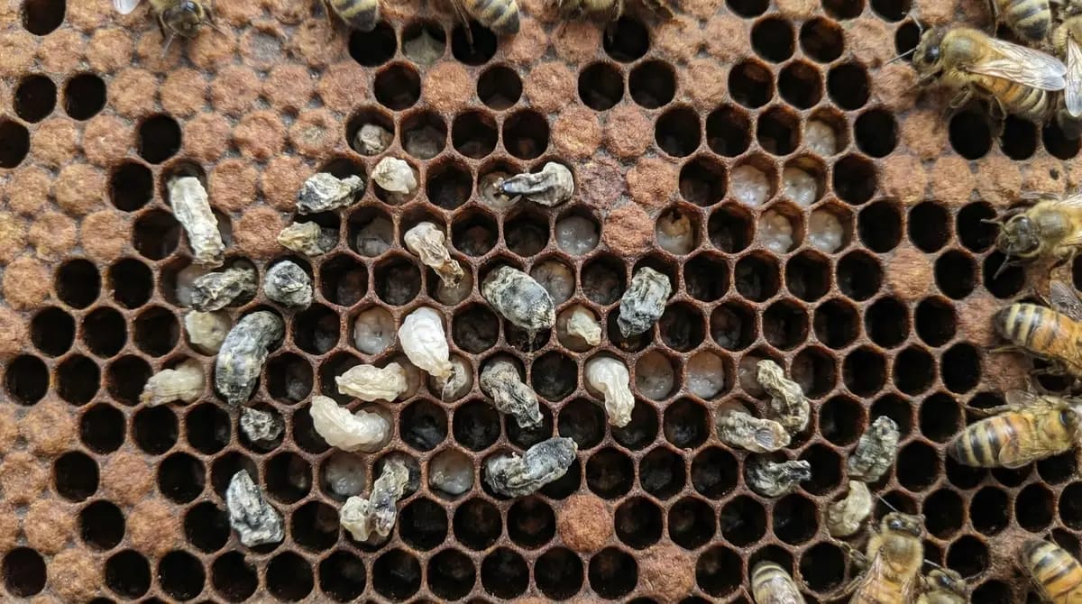 Chalkbrood mummies in brood cells: chalk-white and black mummified larvae
