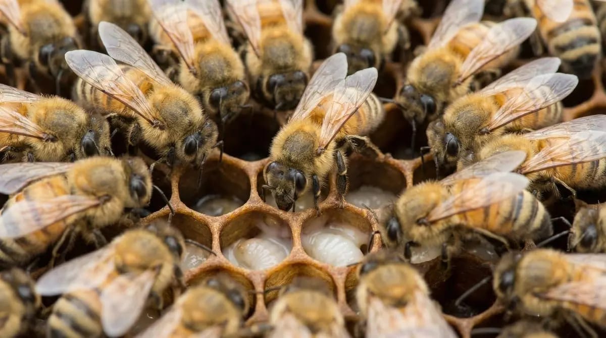 Nurse bees feeding young larvae in open brood cells