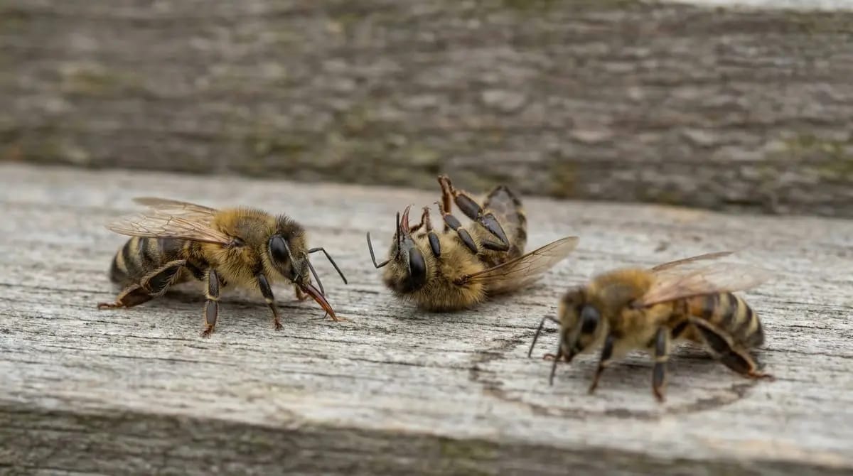 Poisoning symptoms in honey bees: convulsions and extended proboscis