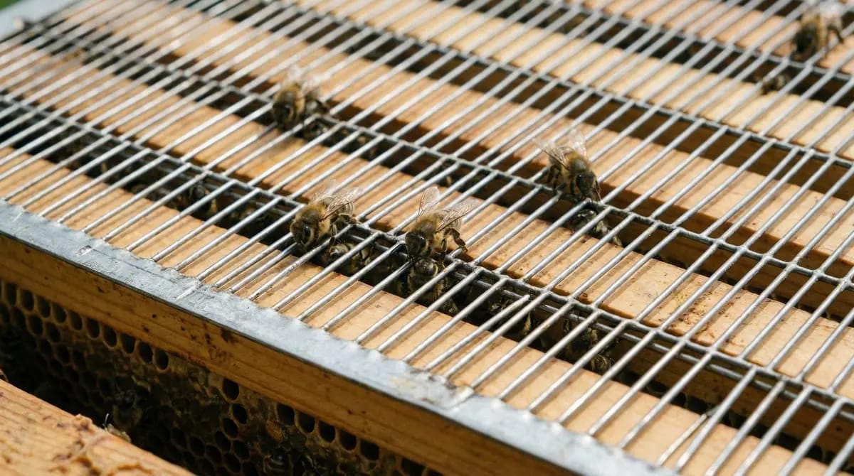 Queen excluder on an open bee hive with worker bees climbing through