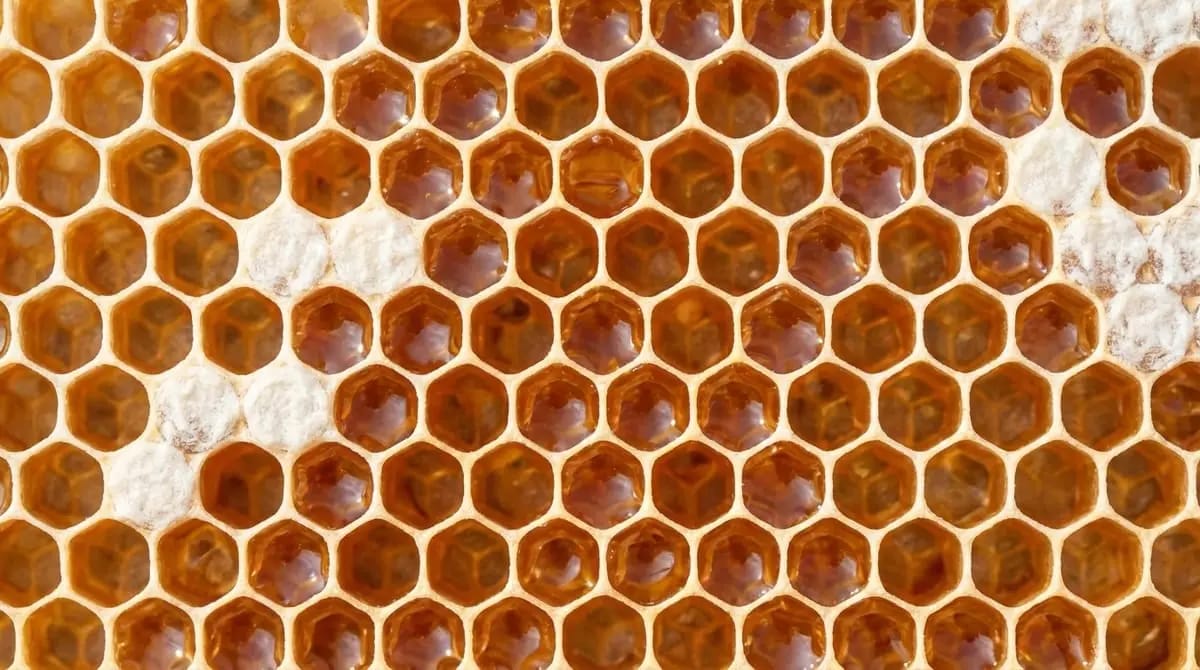 Golden comb cells in close-up