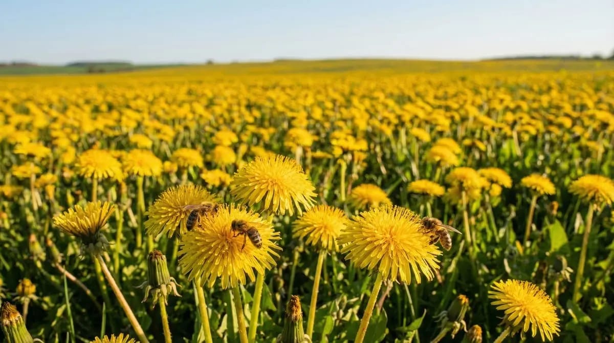 Dandelion meadow as a phenological indicator plant
