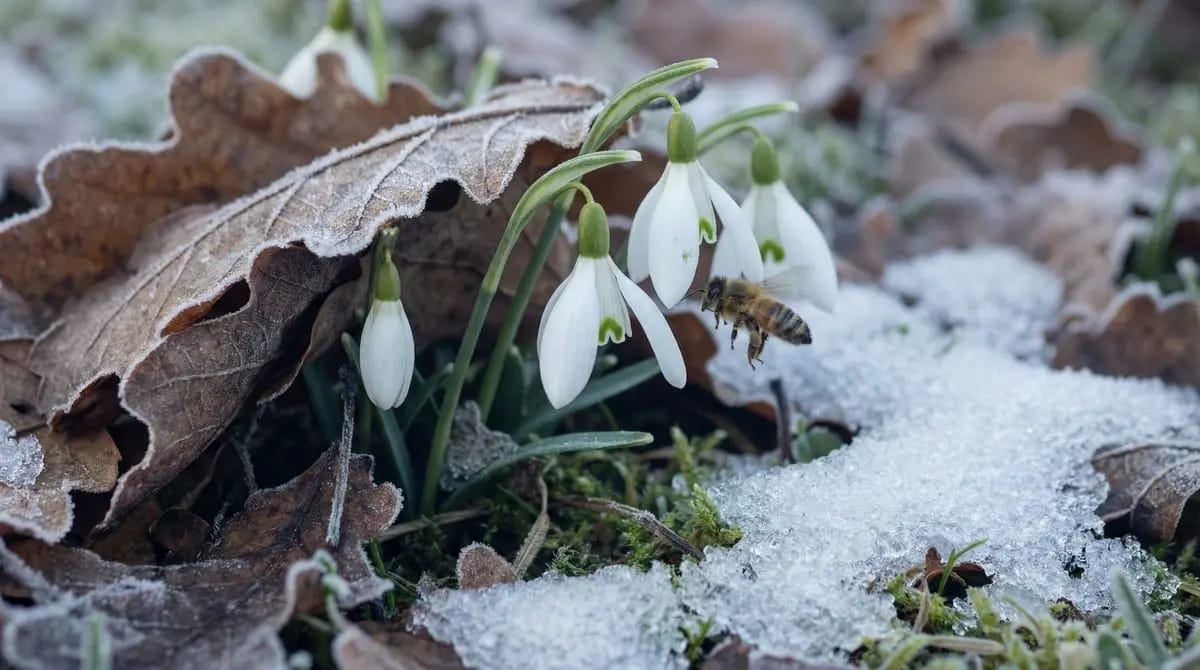 Snowdrops in pre-spring as the first phenological indicator plant